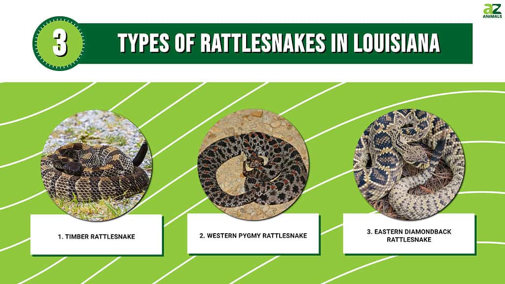 Types of Rattlesnakes in Louisiana infographic