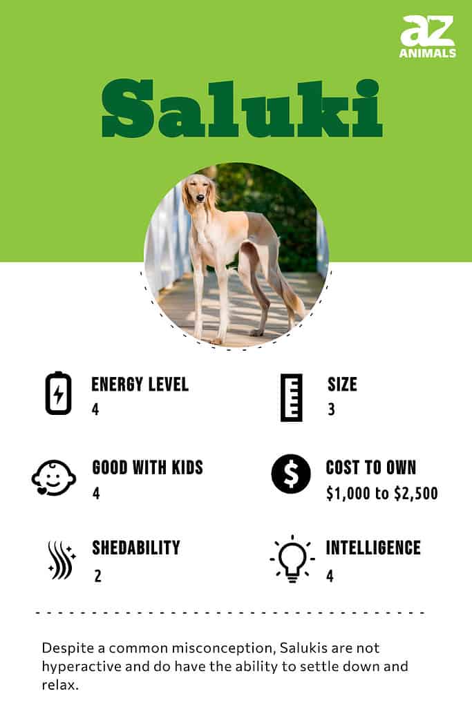 are saluki good with kids