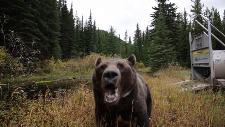 Grizzly bears have high testosterone levels which cause them to be more aggressive.