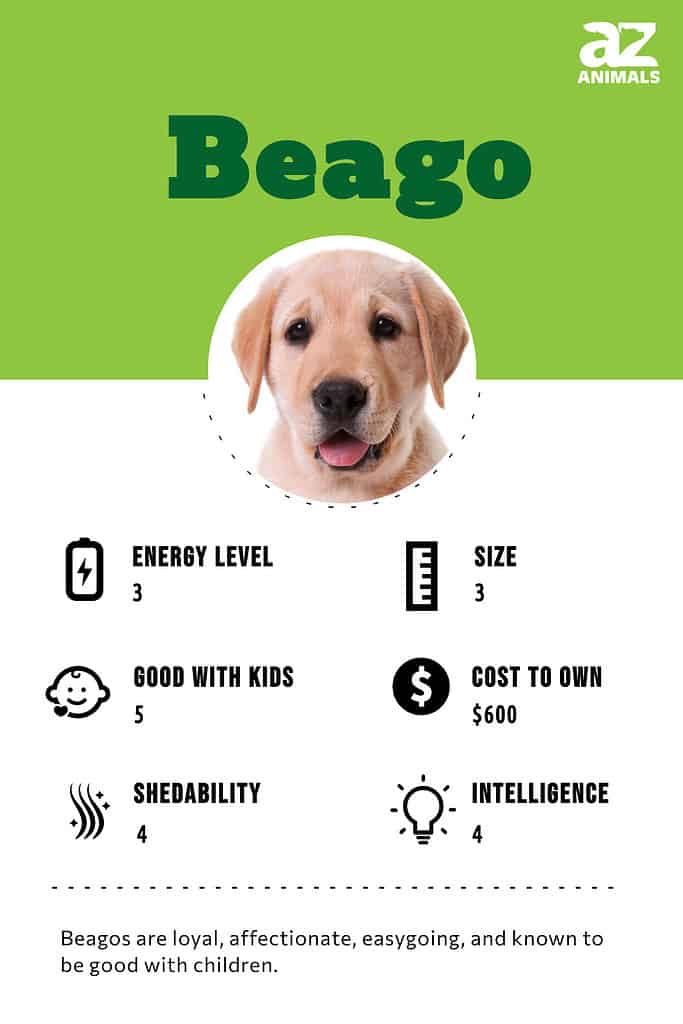 Beago infographic