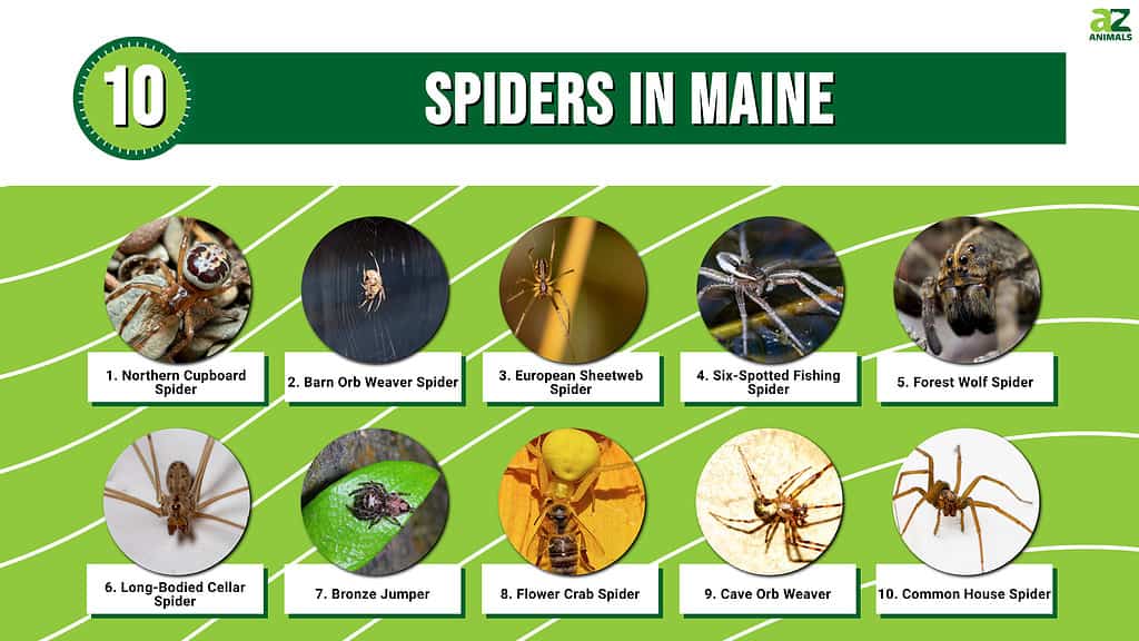 Infographic of 10 Spiders in Maine