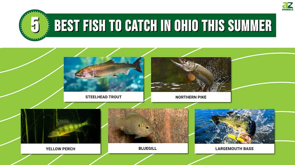 Infographic showing the five best fish to catch in Ohio this summer.