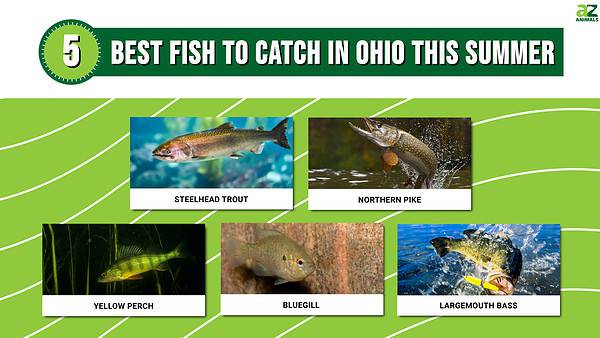 The 5 Best Fish to Catch in Ohio This Summer - A-Z Animals