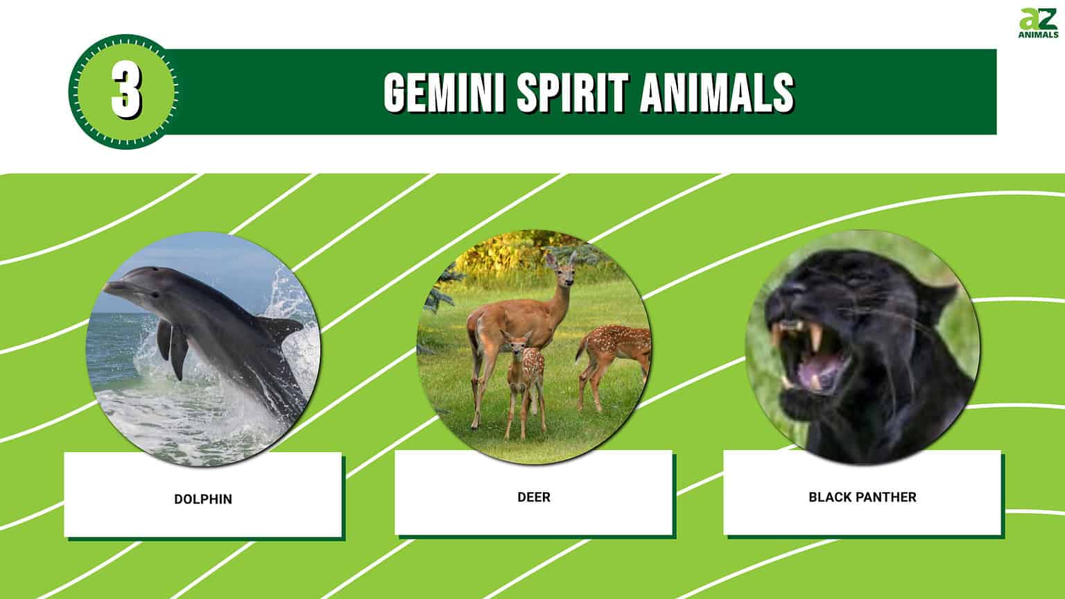 Meet the Gemini Spirit Animals & What They Mean AZ Animals
