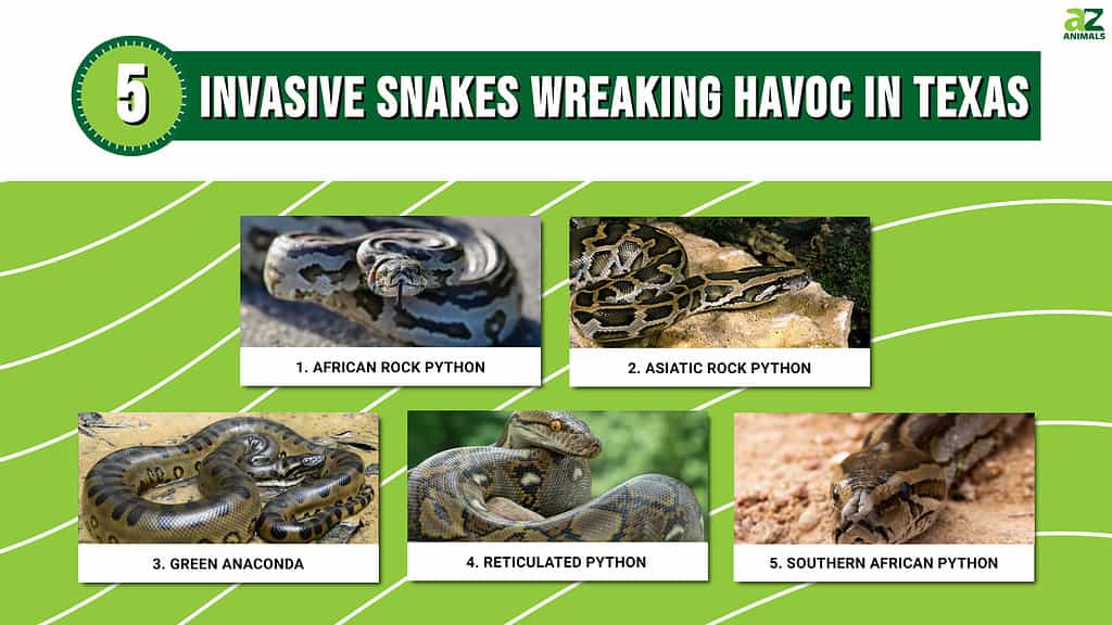 Infographic of 10 Invasive Snakes Wreaking Havoc in Texas