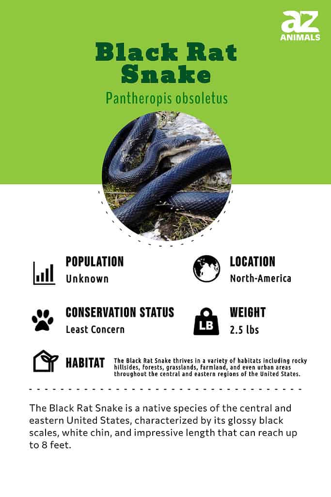 The Black Rat Snake is a native species of the central and eastern United States, characterized by its glossy black scales, white chin, and impressive length that can reach up to 8 feet.