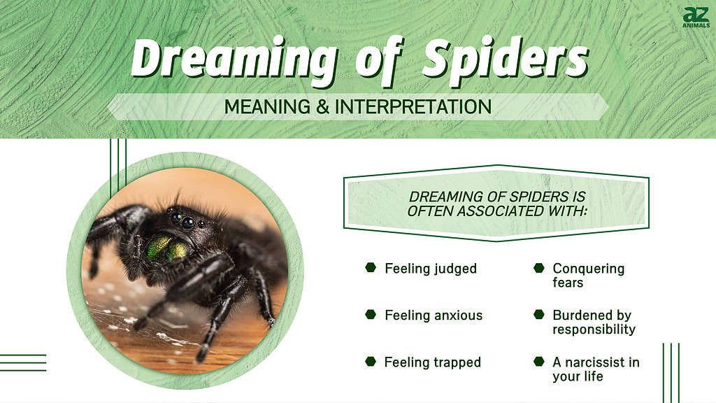 Infographic of Dreaming of Spiders