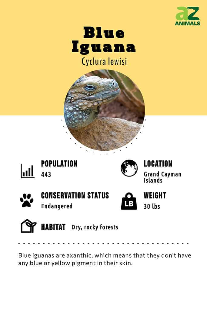 Blue iguana infographic