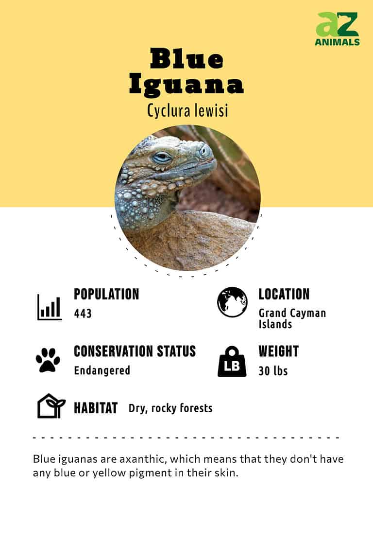 Blue Iguana Animal Facts - Cyclura lewisi - A-Z Animals