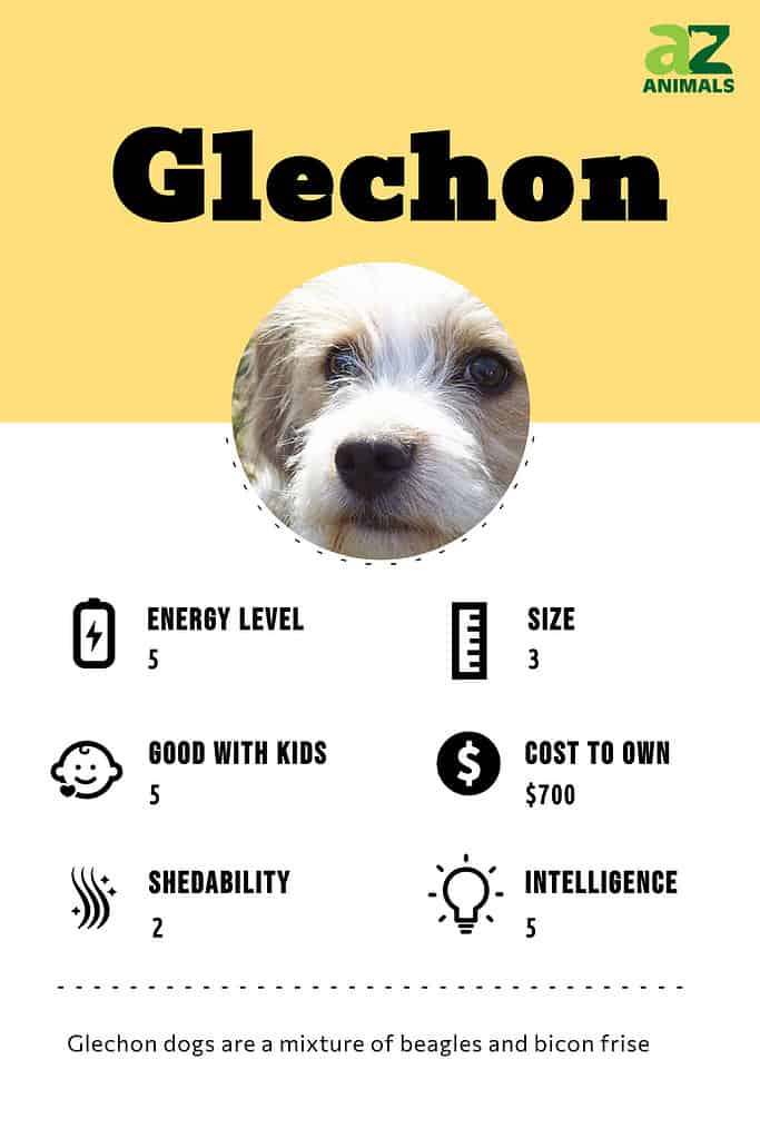 Glechon infographic 