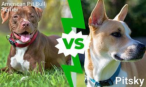 American Pit Bull vs. Pitsky: 6 Key Differences Picture