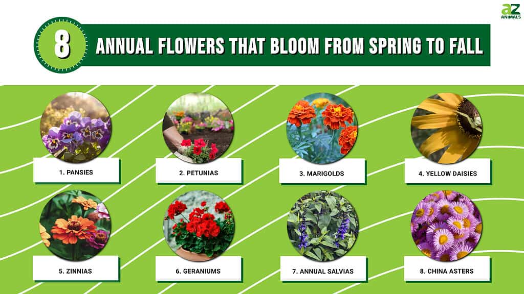 Annual Flowers That Bloom From Spring To Fall infographic
