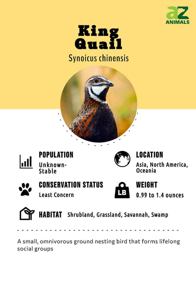 King quail infographic