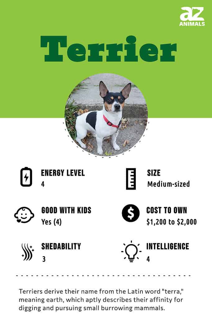 Terrier infographic
