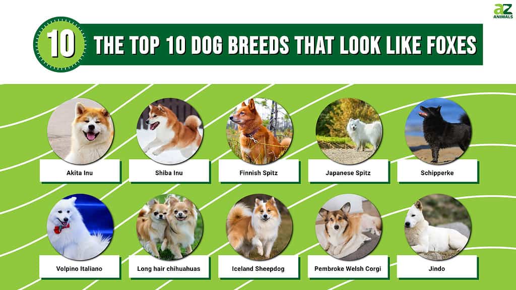 rare dog breeds that look like foxes