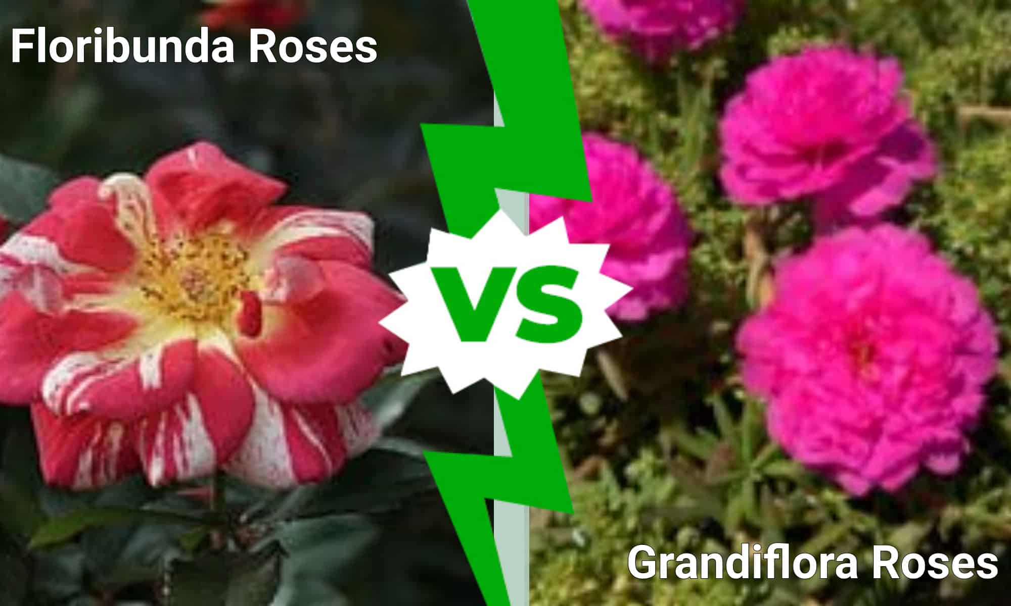 Grandiflora vs floribuda roses infographic