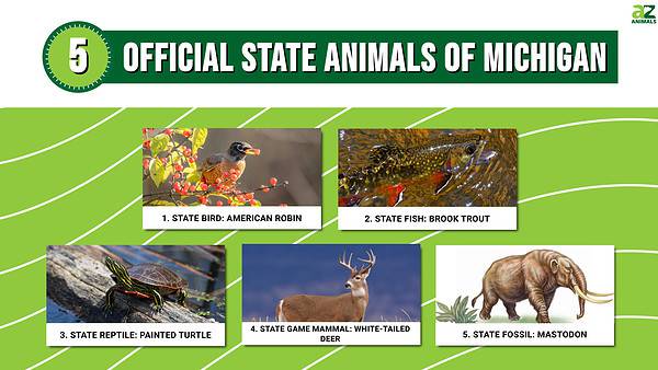 Discover the 5 Official State Animals of Michigan - A-Z Animals