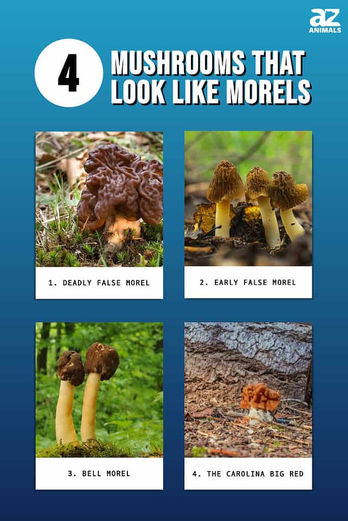 Fungi: Poisonous Mushroom Look Alikes