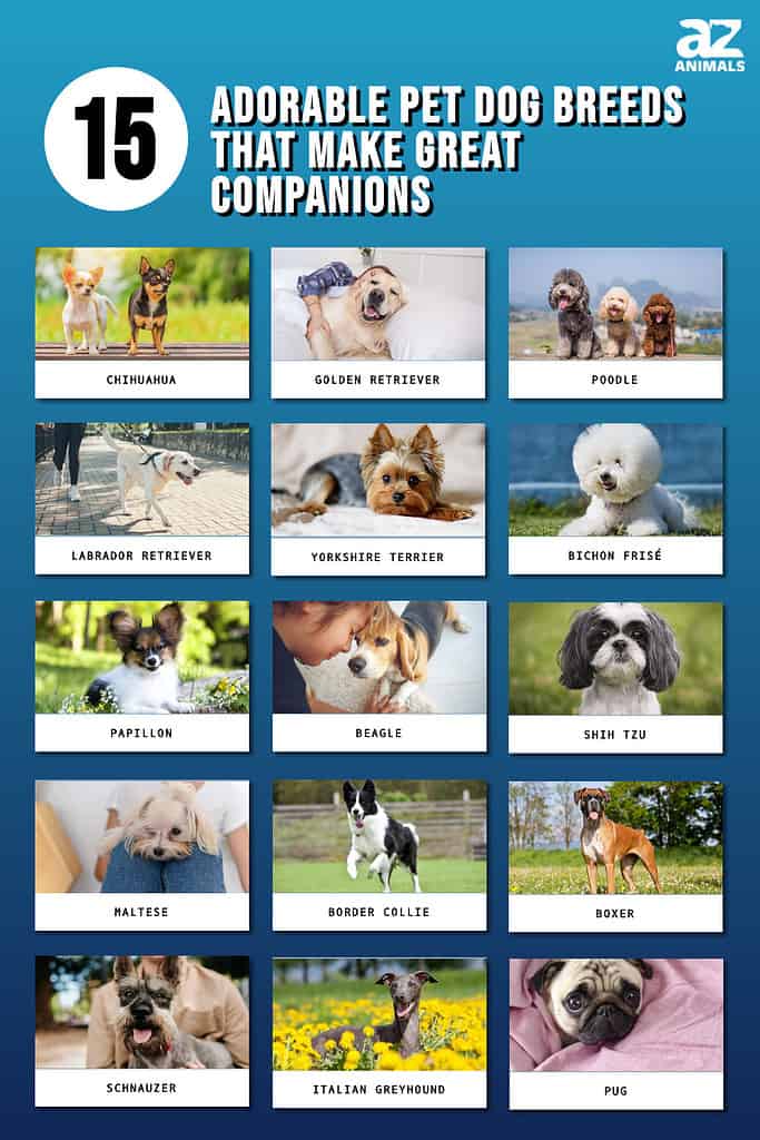 Best small companion dog breeds best sale