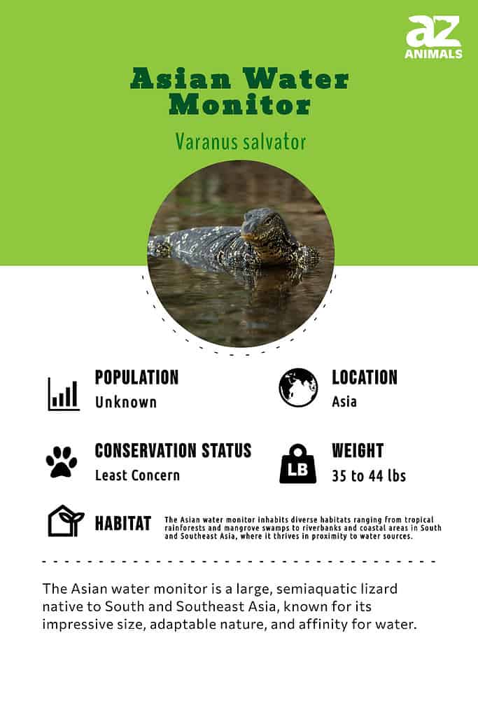 The Asian water monitor is a large, semiaquatic lizard native to South and Southeast Asia, known for its impressive size, adaptable nature, and affinity for water.