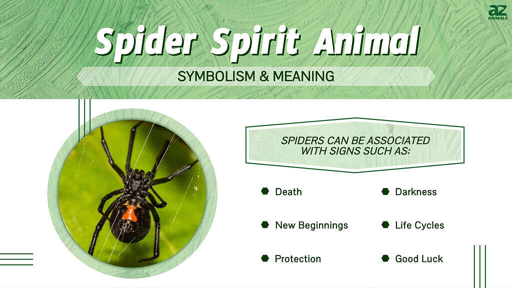 Spider Spirit Animal Symbolism Meaning A Z Animals