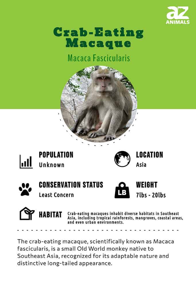 The crab-eating macaque, scientifically known as Macaca fascicularis, is a small Old World monkey native to Southeast Asia, recognized for its adaptable nature and distinctive long-tailed appearance.