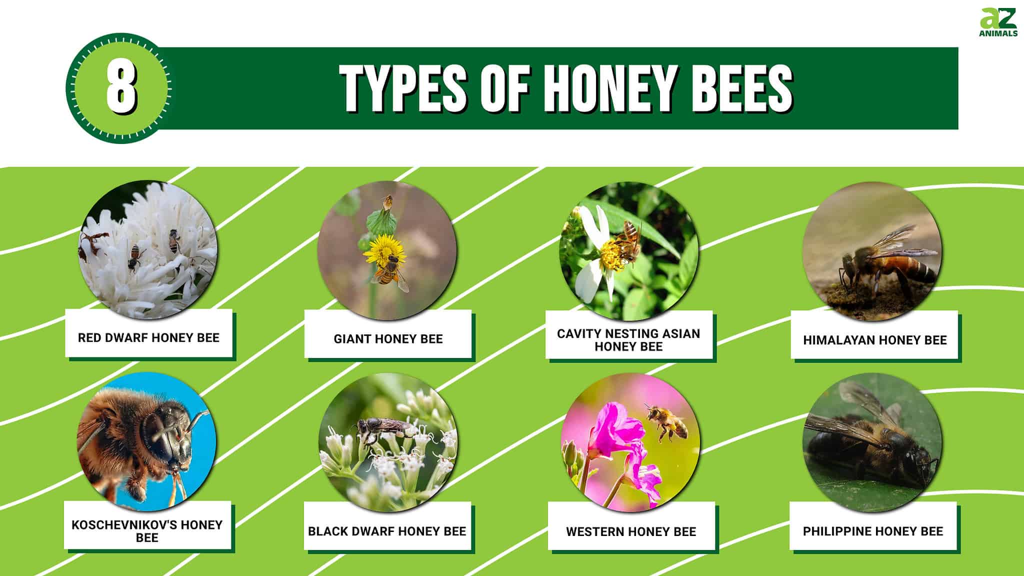 the-seven-different-types-of-honey-bees-worldatlas