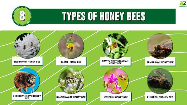 8 Types of Honey Bees and How to Identify Each - A-Z Animals