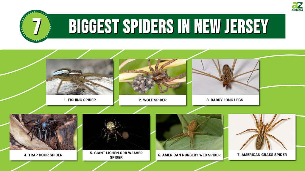 Scientists name new large spider species