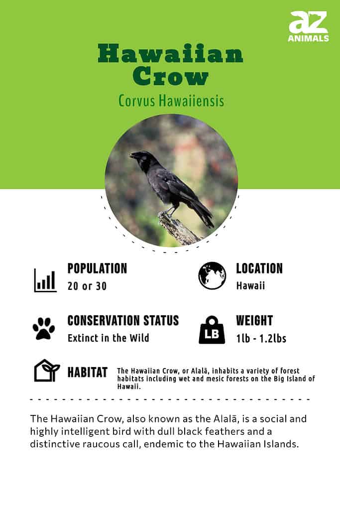 The Hawaiian Crow, also known as the Alalā, is a social and highly intelligent bird with dull black feathers and a distinctive raucous call, endemic to the Hawaiian Islands.