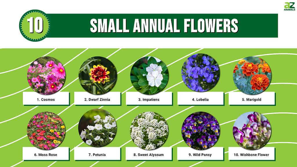 Infographic of Small Annual Flowers