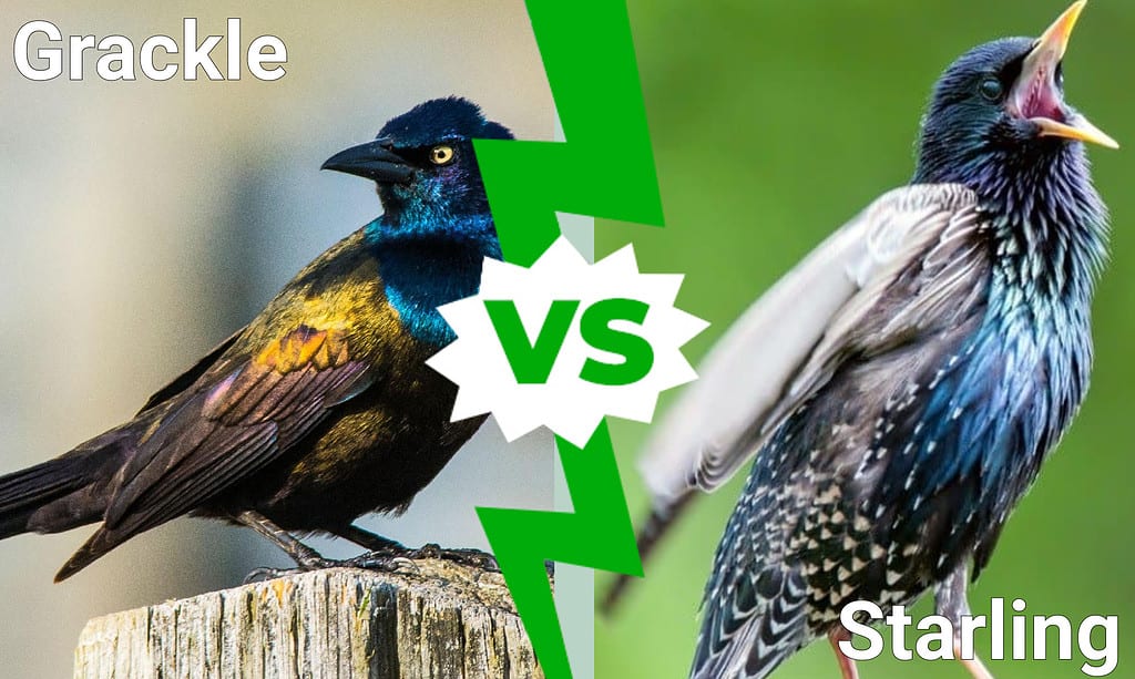 Grackles vs Starling: 7 Key Differences Explained