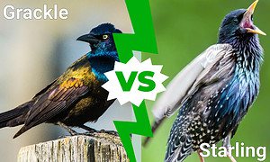 Grackle vs. Starling: 7 Key Differences Picture