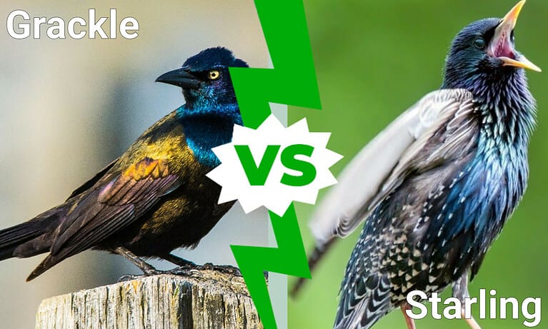 Grackles vs Starling: 7 Key Differences Explained
