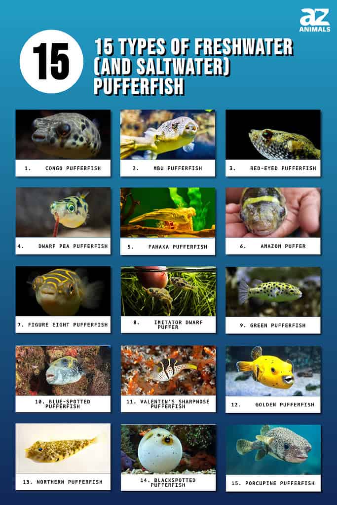 Pufferfishes and Their Relatives