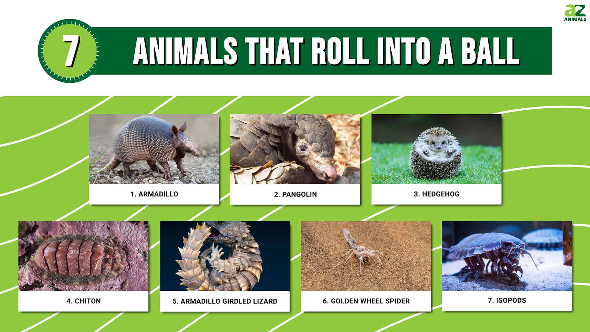 7 Animals That Roll Into a Ball - A-Z Animals