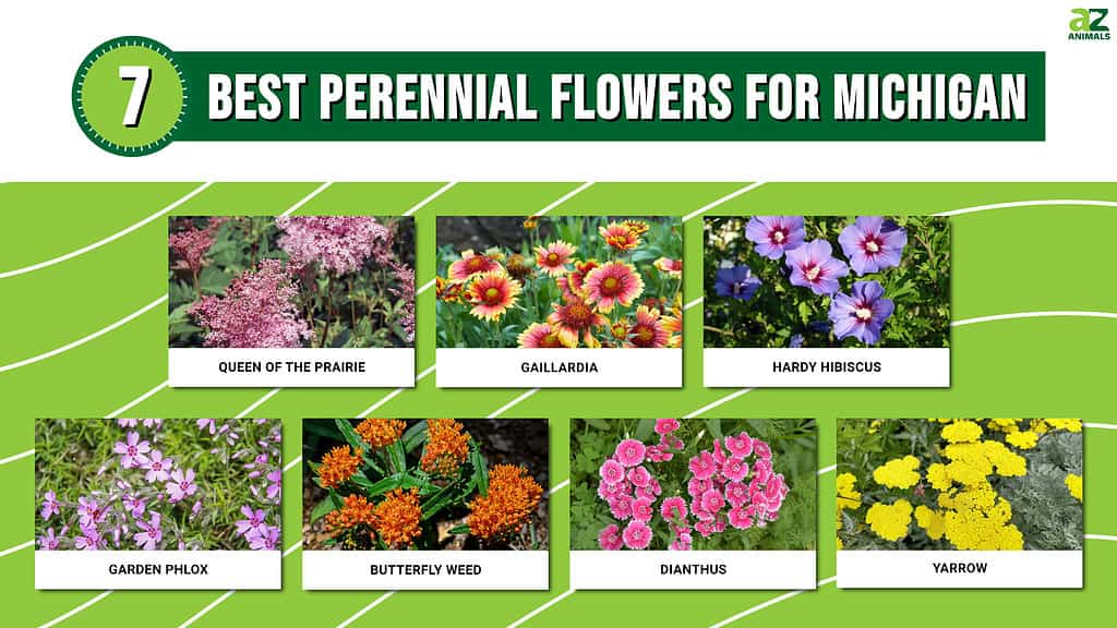 Infographic showing the seven best perennial flowers in Michigan.