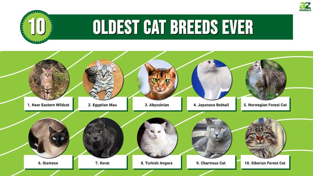extinct domestic cat breeds