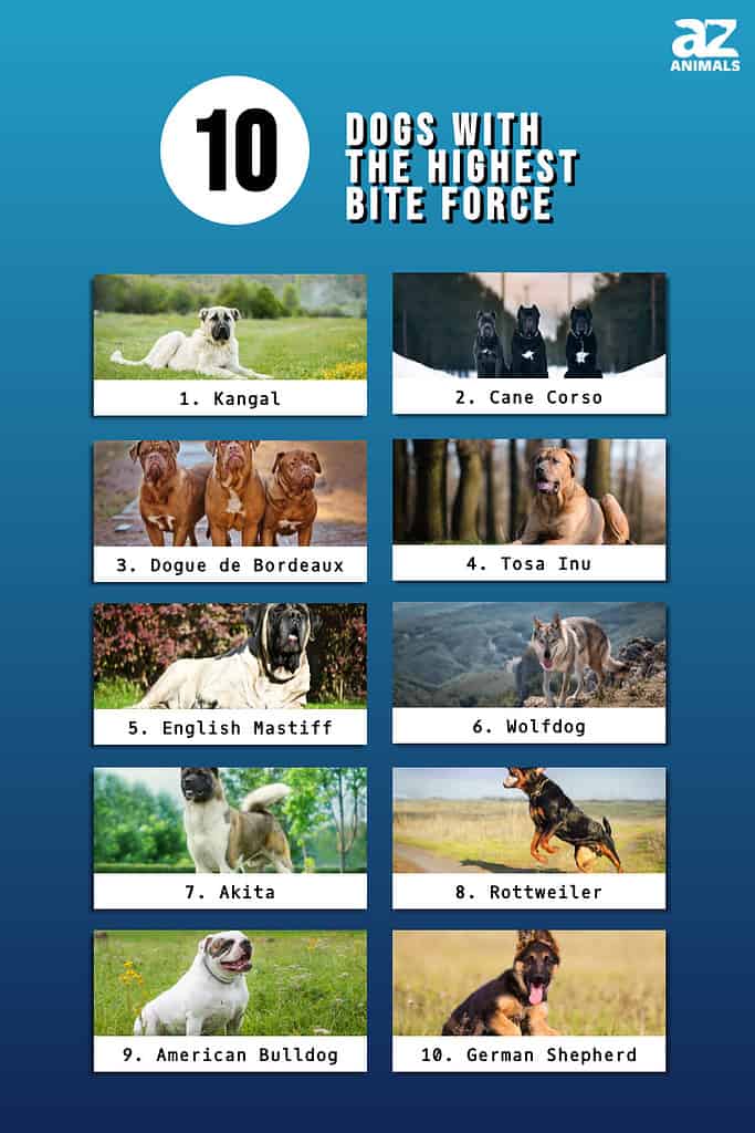 which dog has the worst bite