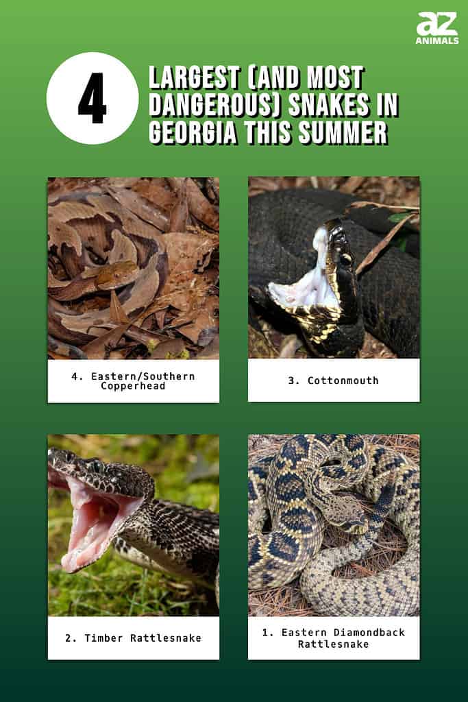 Infographic showing the four largest, and most dangerous, snakes in Georgia.