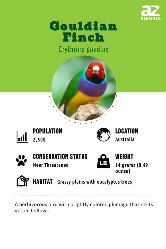 Gouldian finch infographic