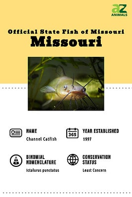 Discover the Official State Fish of Missouri (And Where You Might Spot ...