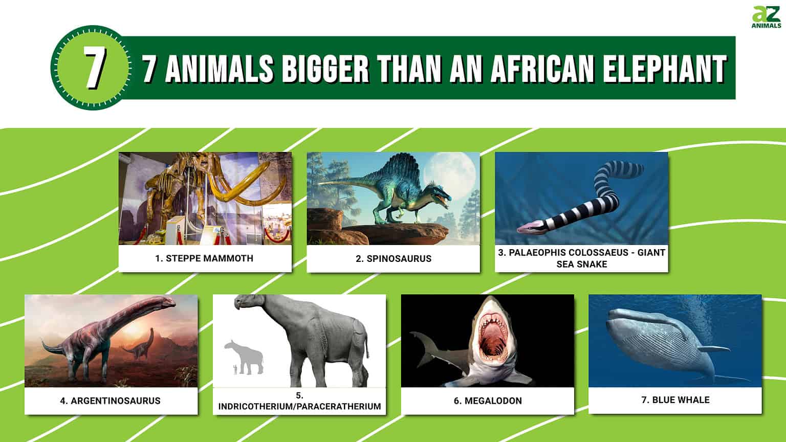 7 Animals Bigger Than An African Elephant AZ Animals