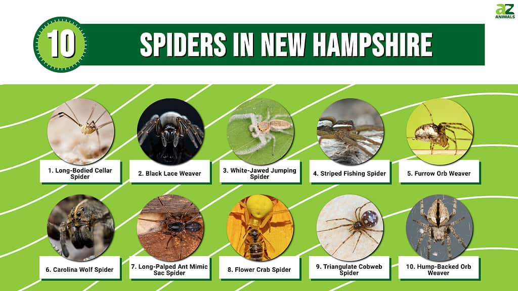 Infographic of Spiders in New Hampshire