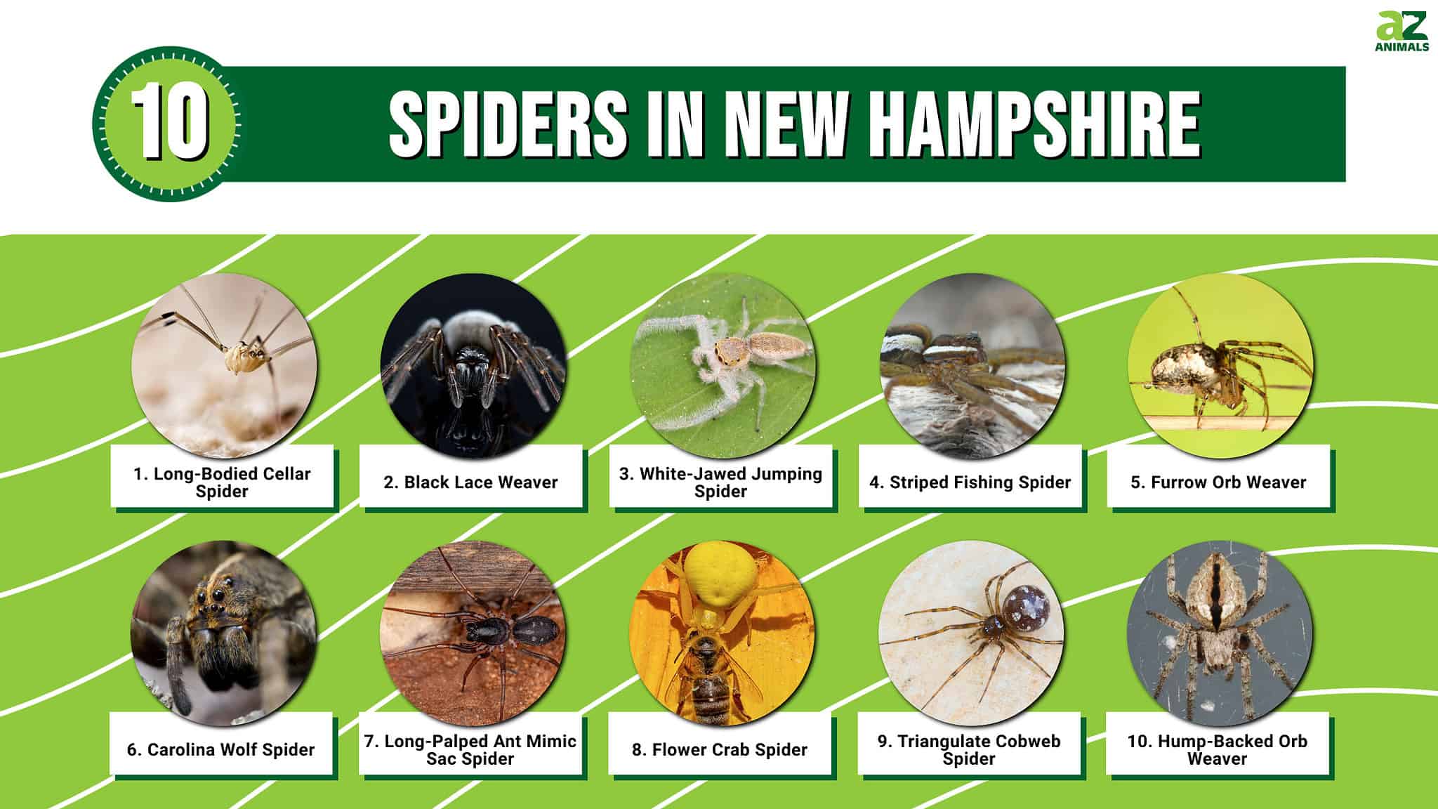 10 Spiders in New Hampshire - A-Z Animals