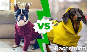 Cutest Dogs in the World: Boston Terrier Vs. Dachshund photo