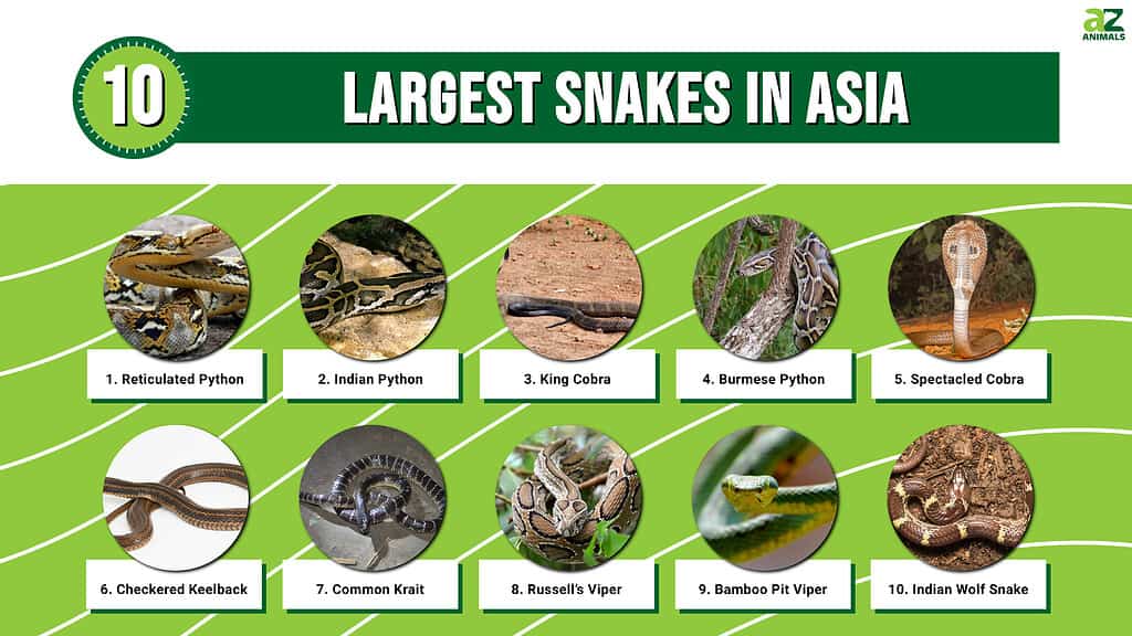 Infographic of Largest Snakes in Asia