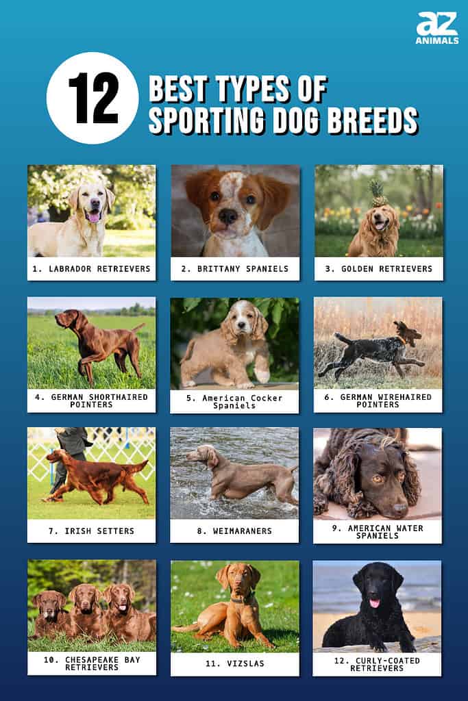 Infographic of 12 Best Types of Sporting Dog Breeds