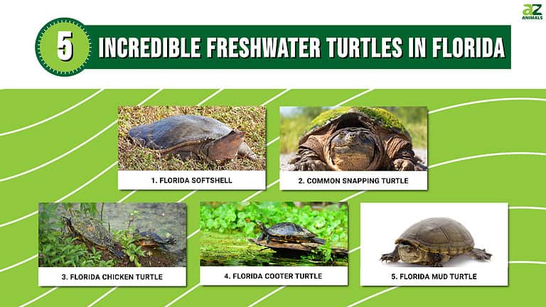 5 Incredible Freshwater Turtles in Florida - A-Z Animals