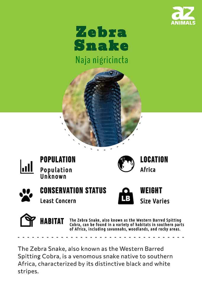 Spitting Cobra Animal Facts - A-Z Animals